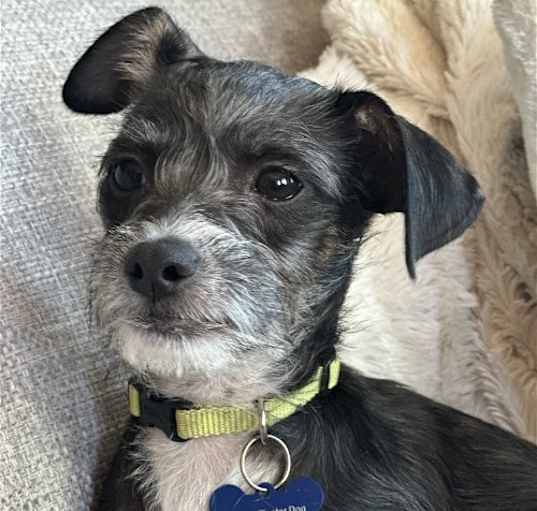 Photo of Tater Tot - Adorable Terrier