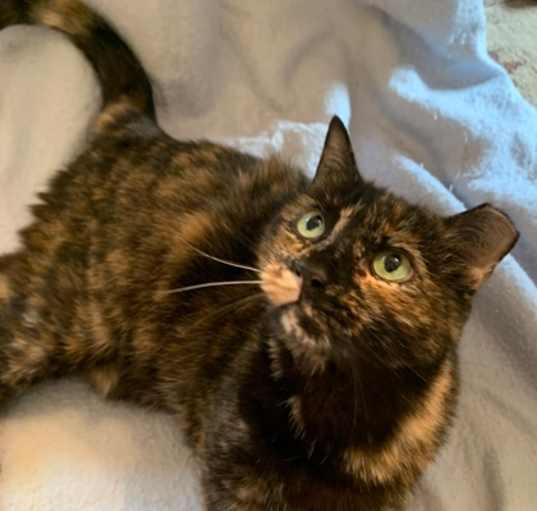Photo of Mowzy - Available in Foster