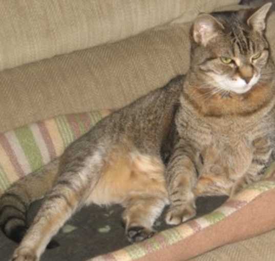 Photo of Snuggles - Available In Foster