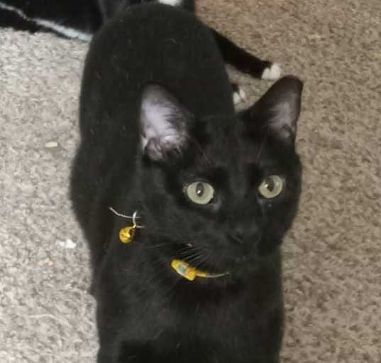 Photo of Binx