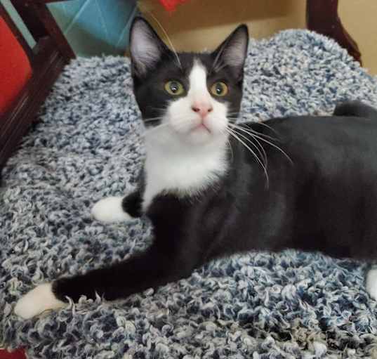 Photo of Enzo
