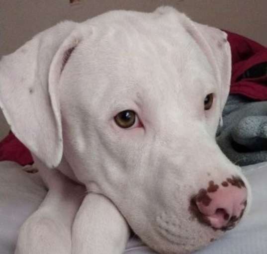 Photo of Z - Casper -  Courtesy Post!