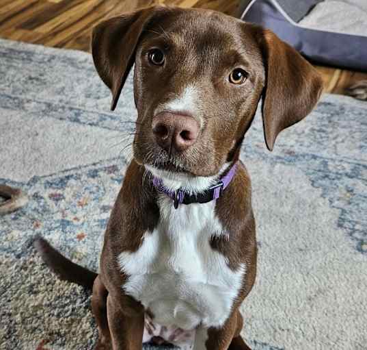 Photo of Nilly aka Maisie - Tilly’s 5 pups