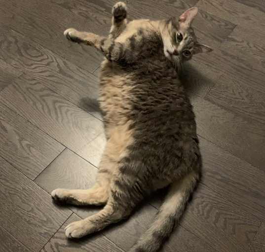 Photo of Miao Miao