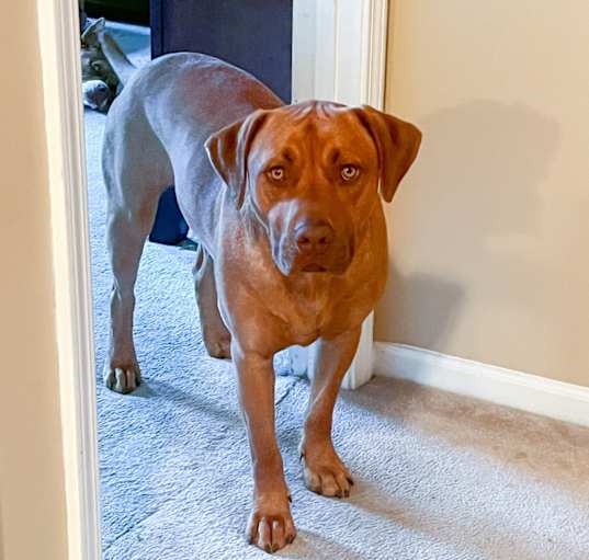Photo of Louie