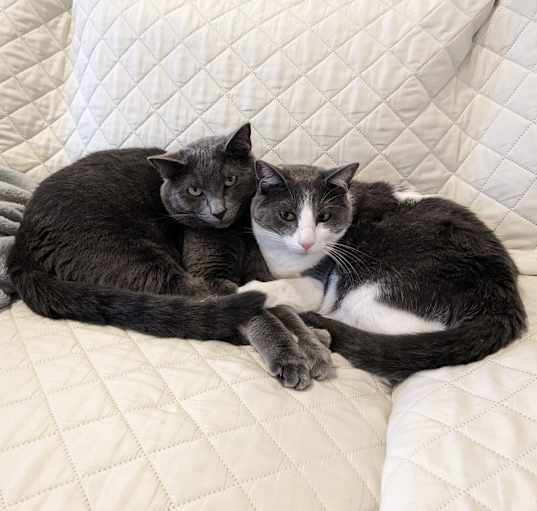 Photo of Leo and Percy (brothers)
