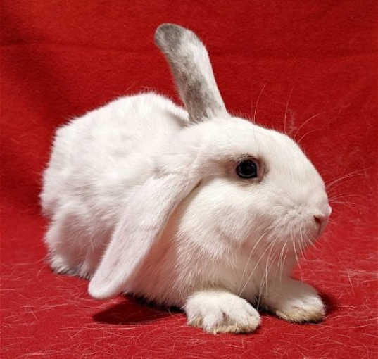 Photo of Rusty