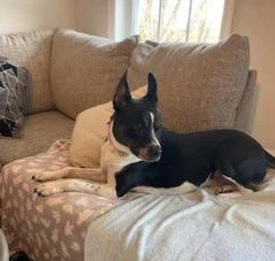 Photo of MAGGIE (SHIRLEY  - Boston Terrier mix)