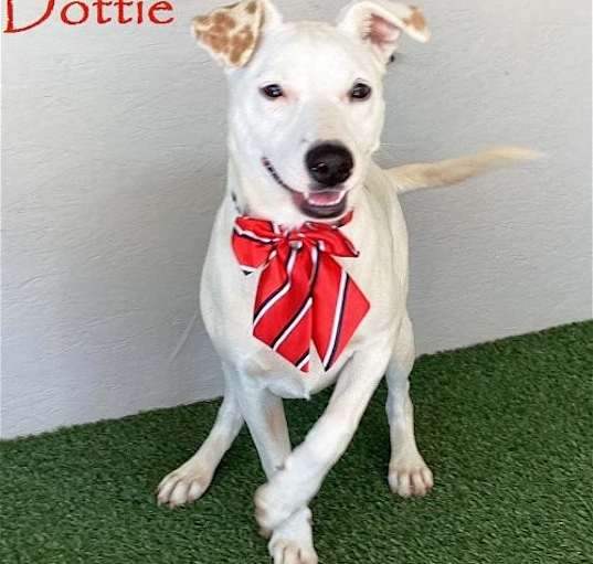 Photo of Dottie