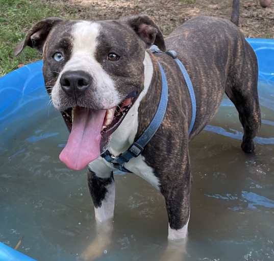 Photo of Blue
