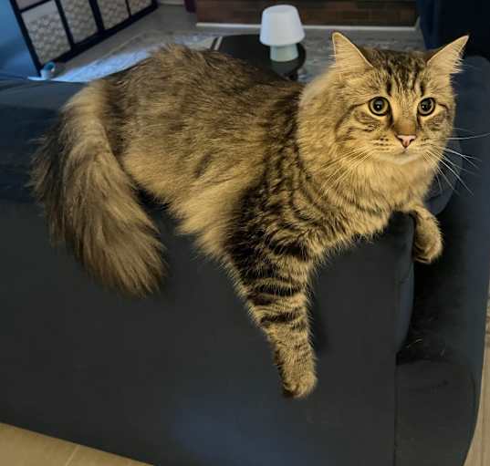 Photo of Pumpkin