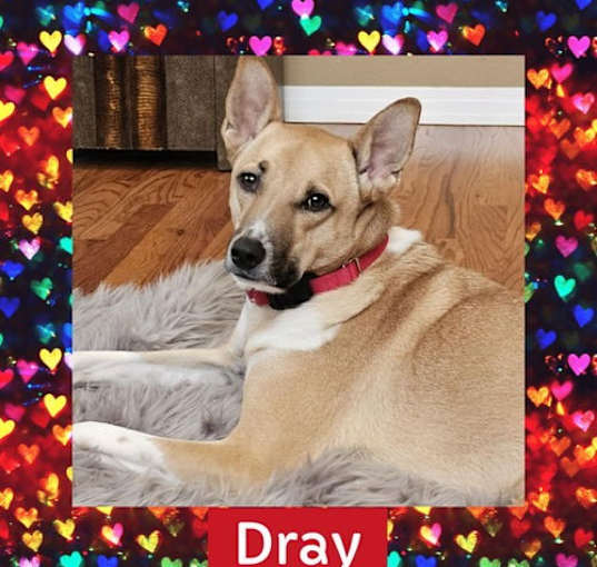 Photo of Dray