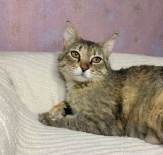 Photo of Quill
