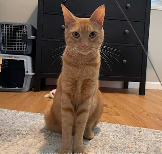 Photo of Stormy 2 (Ginger)