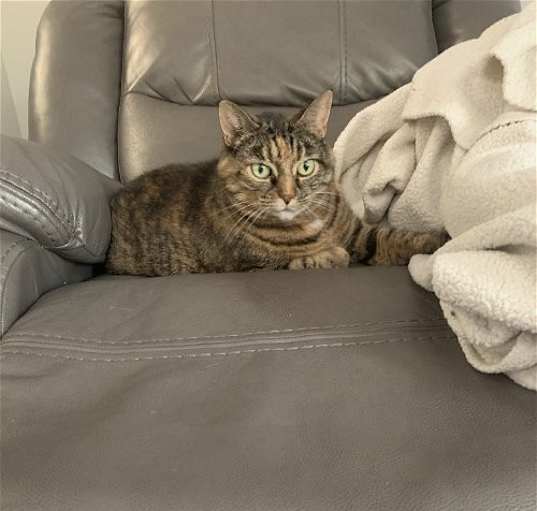 Photo of zz 'Mrs. Bigglesworth' courtesy listing