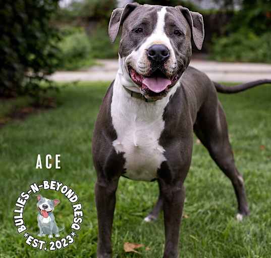 Photo of Ace