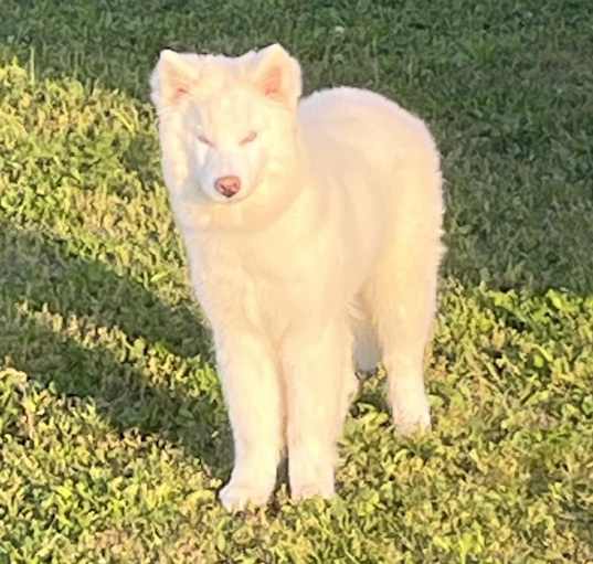 Photo of Stella