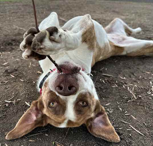 Photo of Ivy