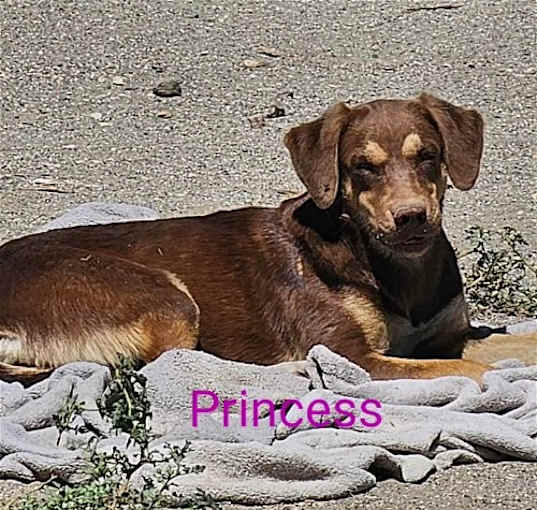 Photo of Princess
