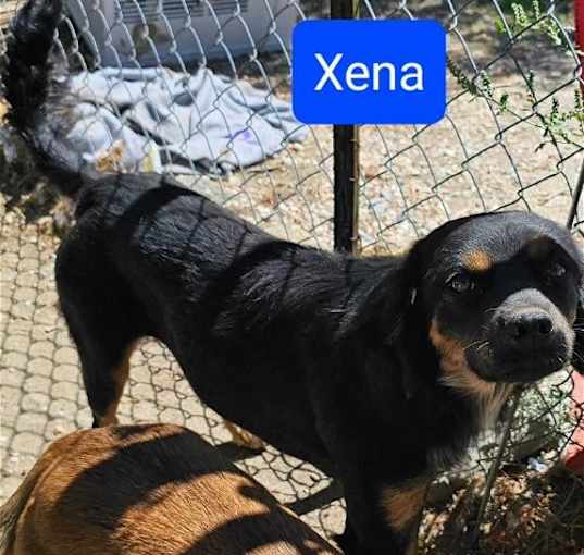 Photo of Xena