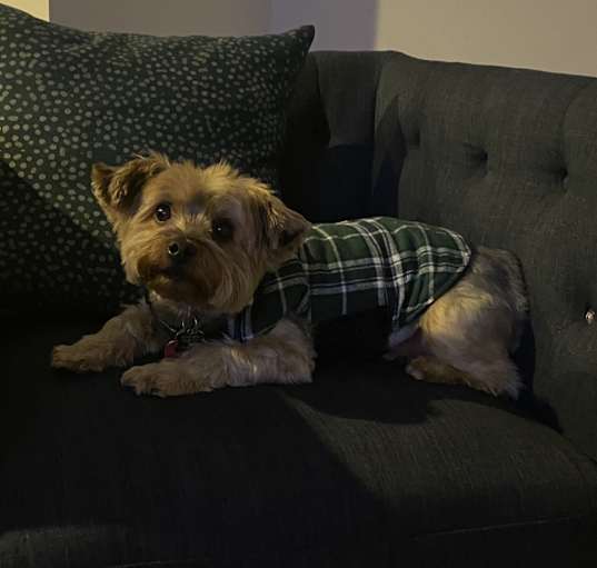 Photo of Polo