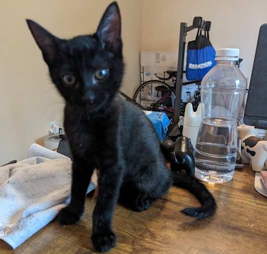 Photo of T'Challa