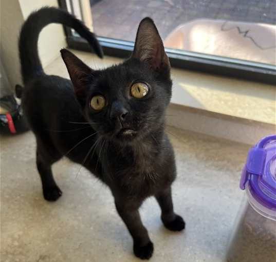 Photo of Felix