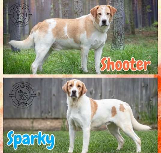 Photo of Shooter & Sparky
