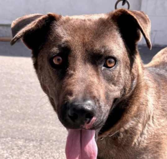 Photo of URGENT! Foster or Adopt