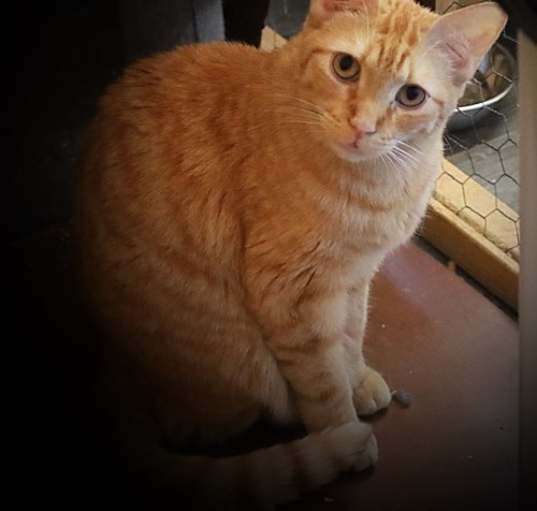 Photo of Noir
