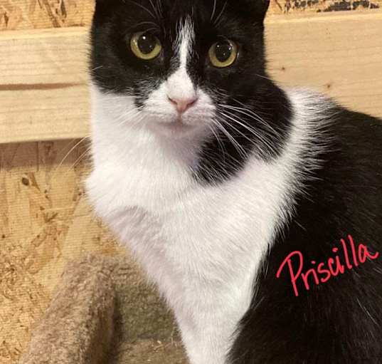 Photo of Priscilla