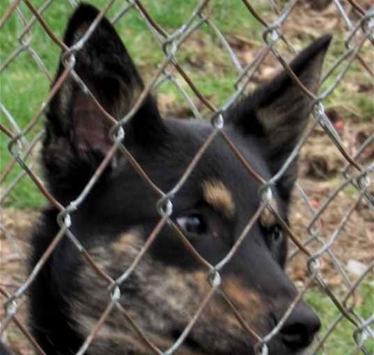 Photo of Skippy"I've Been Adopted"