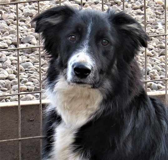 Photo of Cole "I've Been Adopted" ted