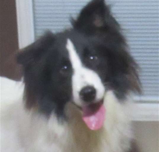 Photo of Woofie