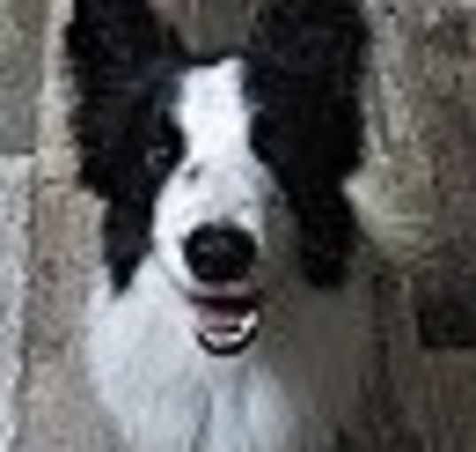 Photo of Bear