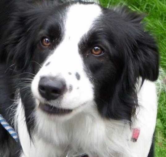Photo of Cloe A Pawed Angel RIP