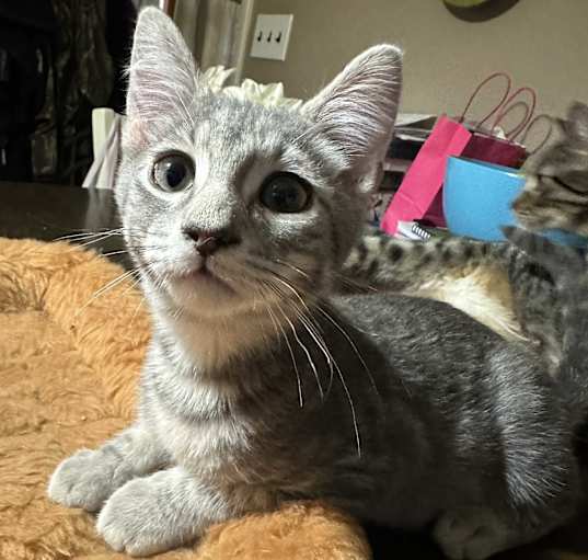 Photo of Dusty