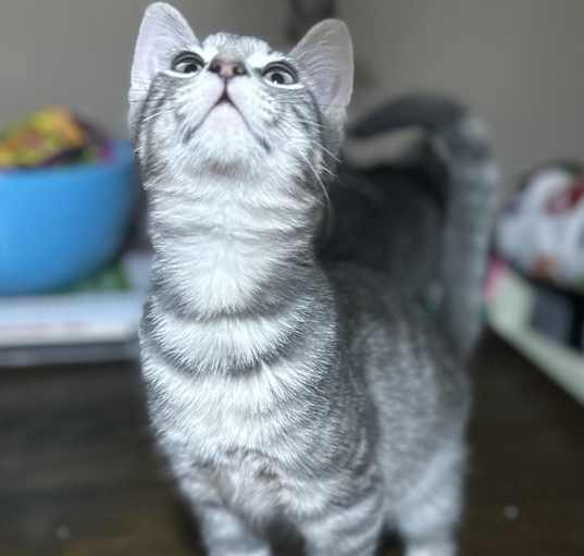 Photo of Husky
