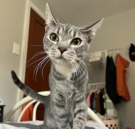 Photo of Grayson great with other cats