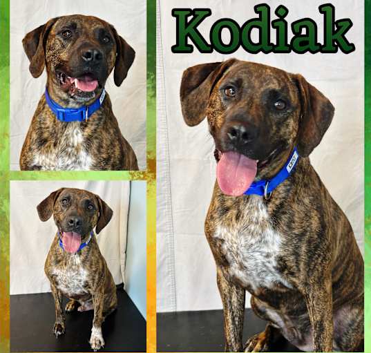 Photo of Kodiak