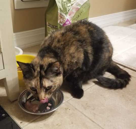 Photo of Cookie