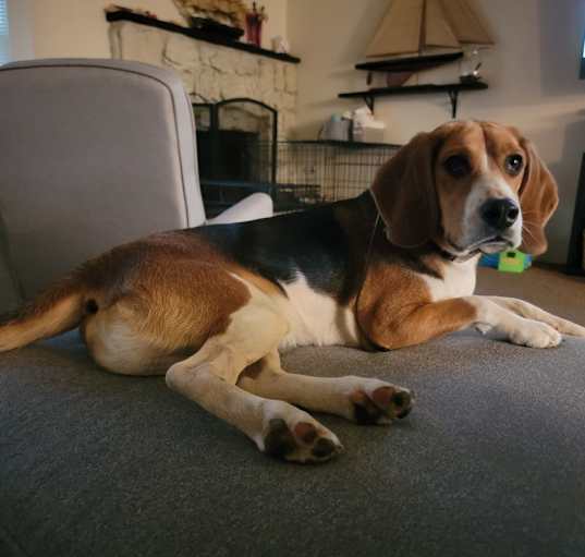 Photo of Oliver 
