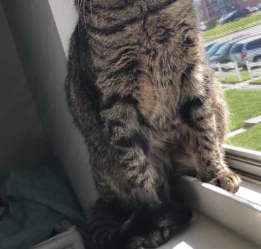 Photo of Luna