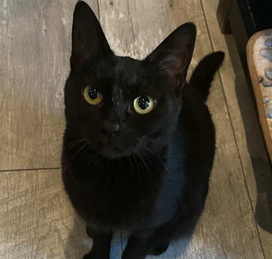 Photo of Clover
