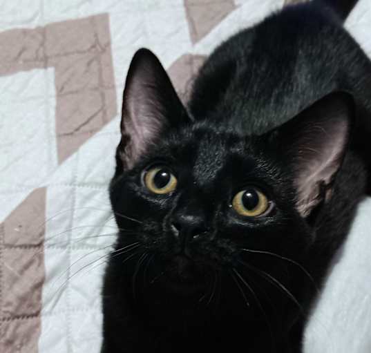 Photo of Piper