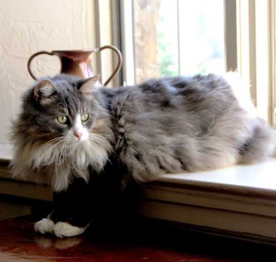 Photo of Bonded pair, Clooney & Sophie