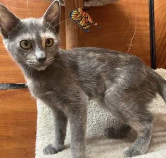 Photo of Cayenne