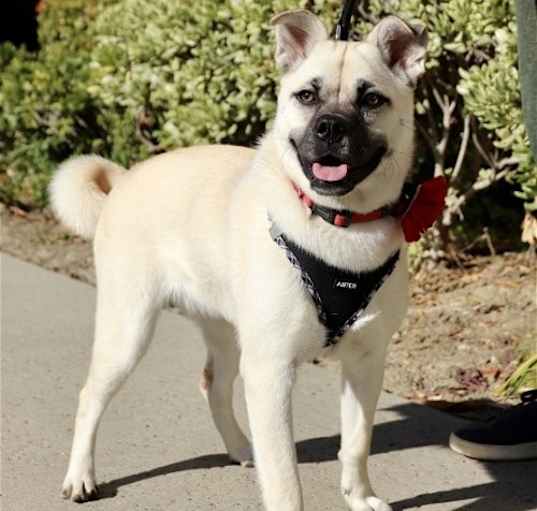 Photo of Pippa
