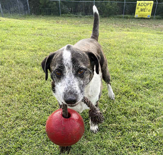 Photo of Brindle