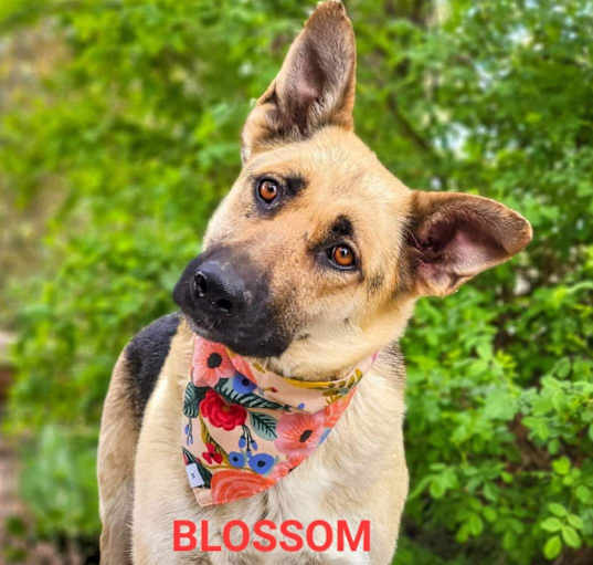 Photo of Blossom